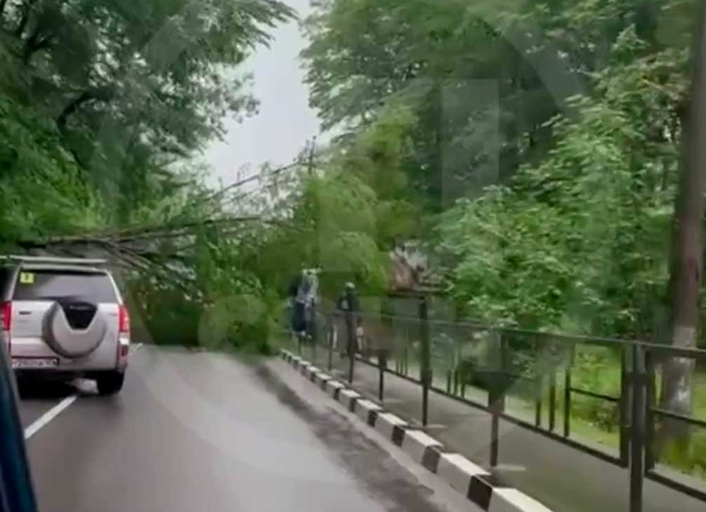 Трассу в Сочи блокировало рухнувшее дерево